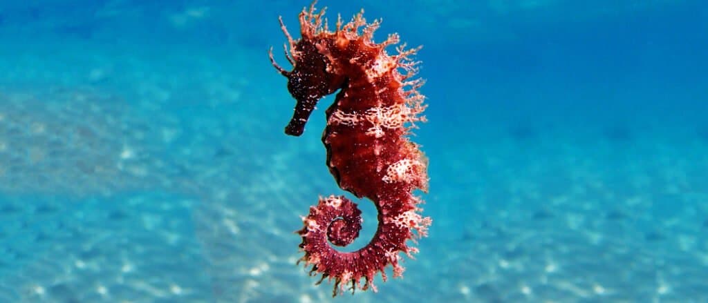 Animali che cambiano colore: cavalluccio marino