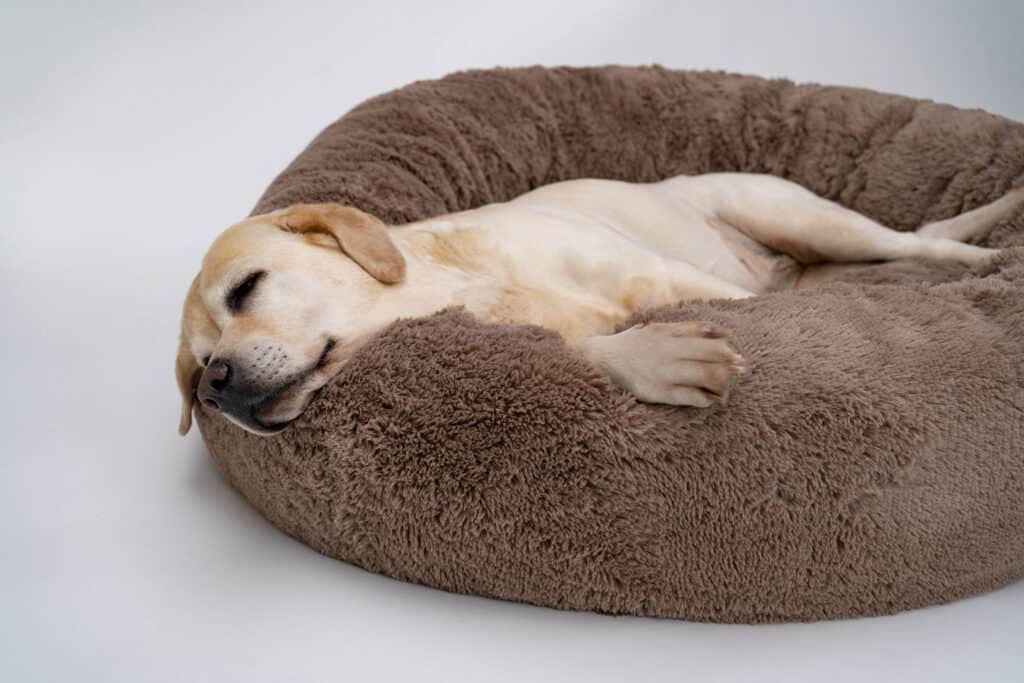 cane nella cuccia