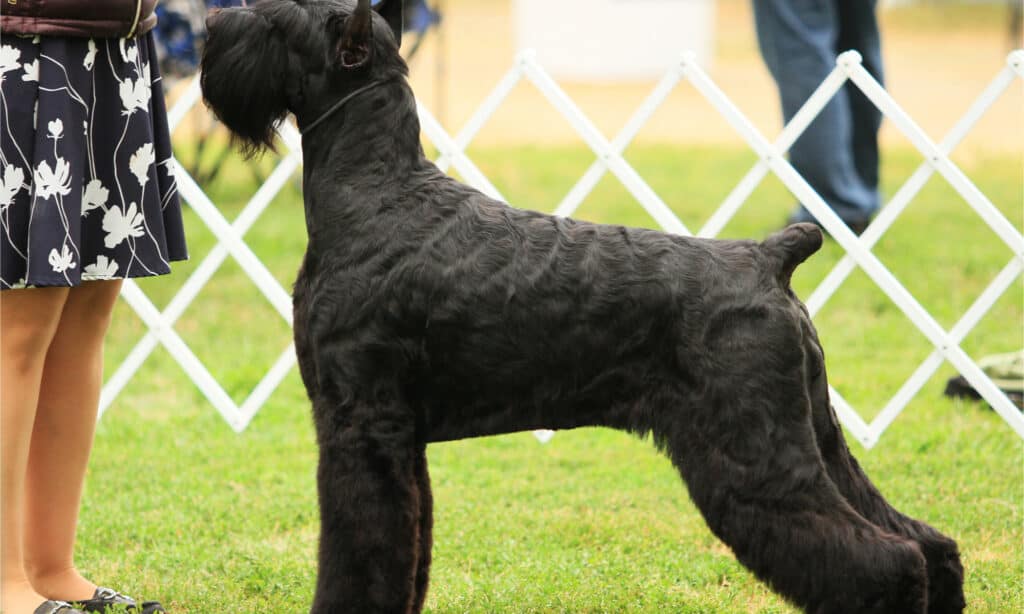 Uno schnauzer gigante nero a uno spettacolo dell'AKC