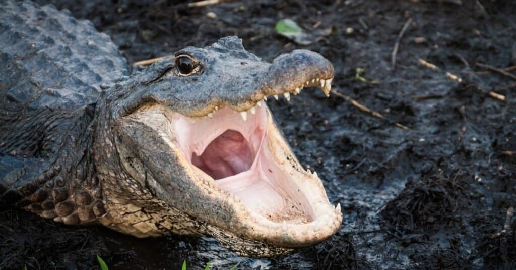 Gli animali più letali d'America
