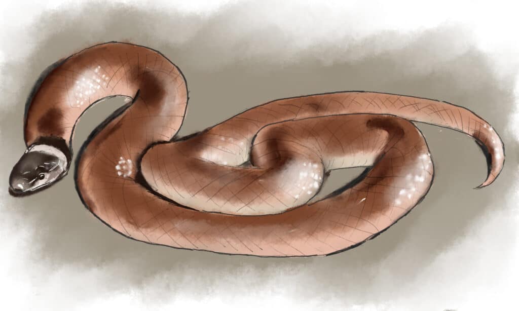 Serpente coronato di roccia