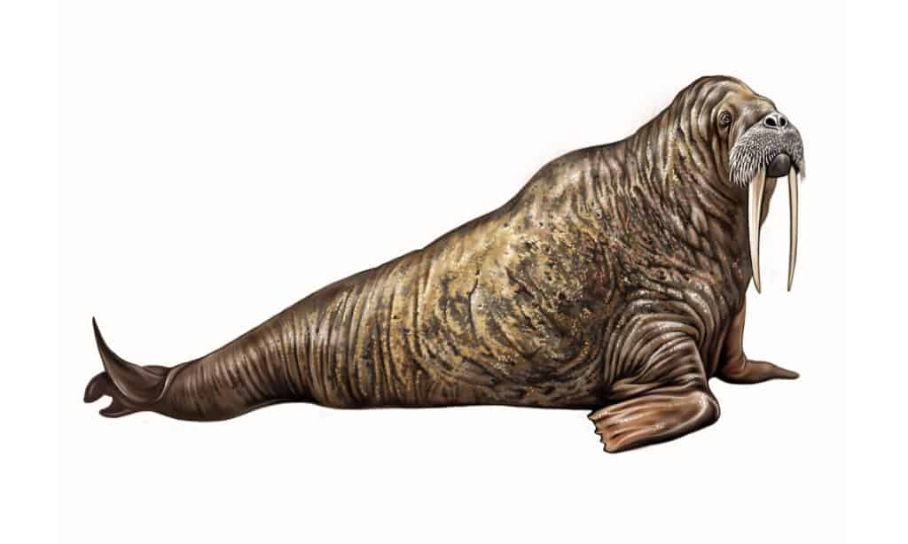 * Trichechi islandesi