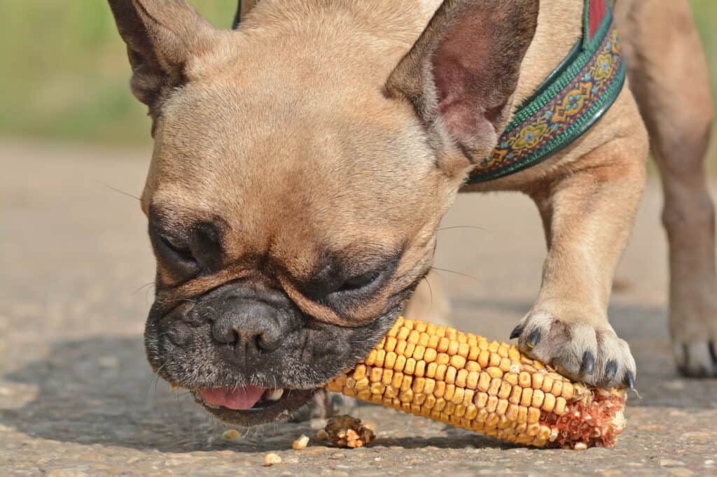 cane che mangia mais
