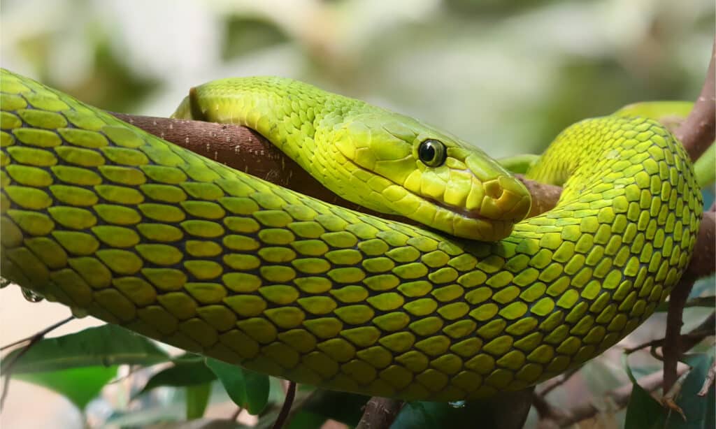 Un colpo alla testa di un mamba verde orientale su un albero