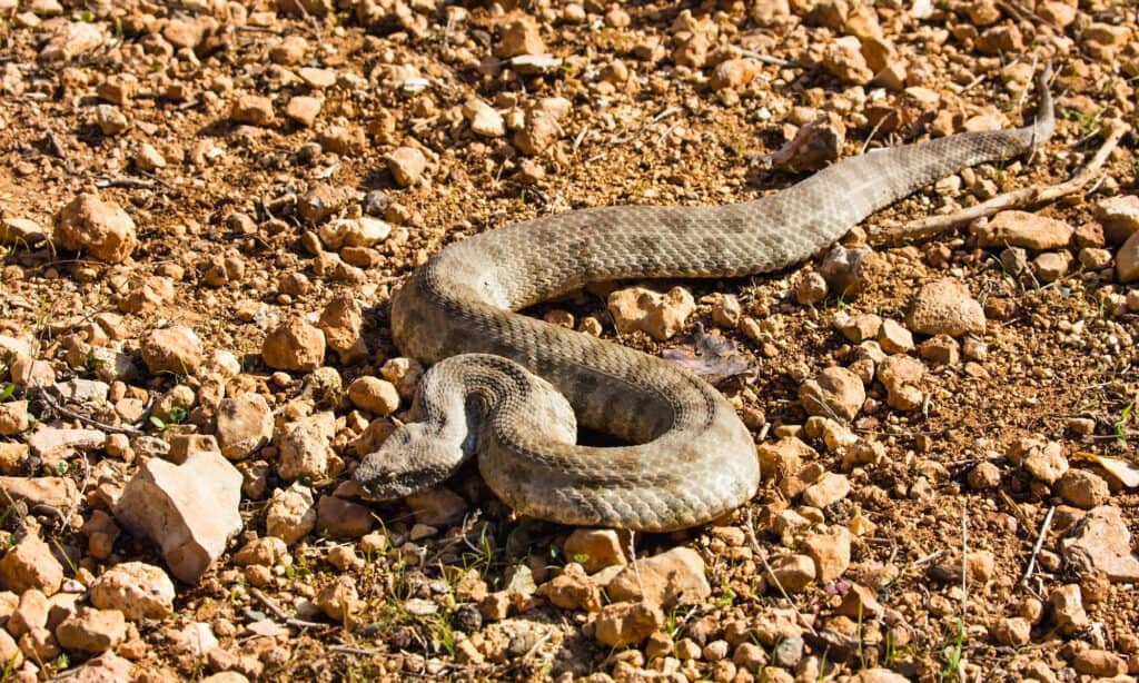 Vipera levantina