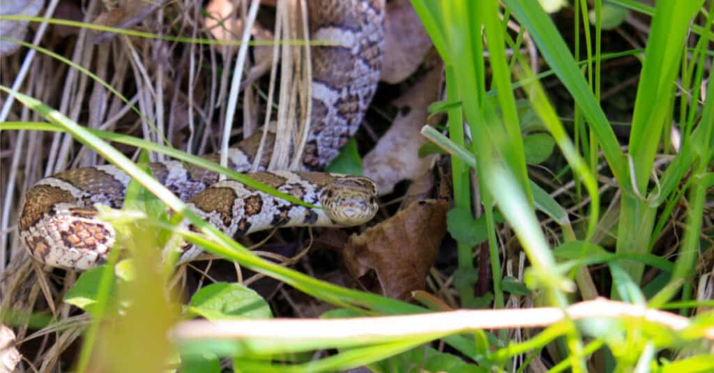 Kingsnakes in Georgia: la guida completa