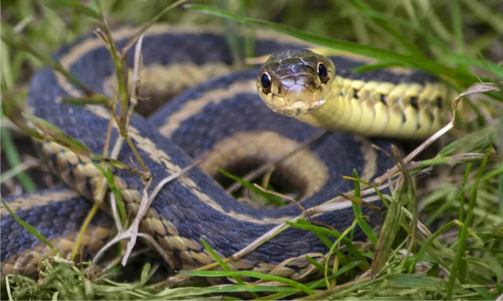 Serpente da giardino o serpente giarrettiera