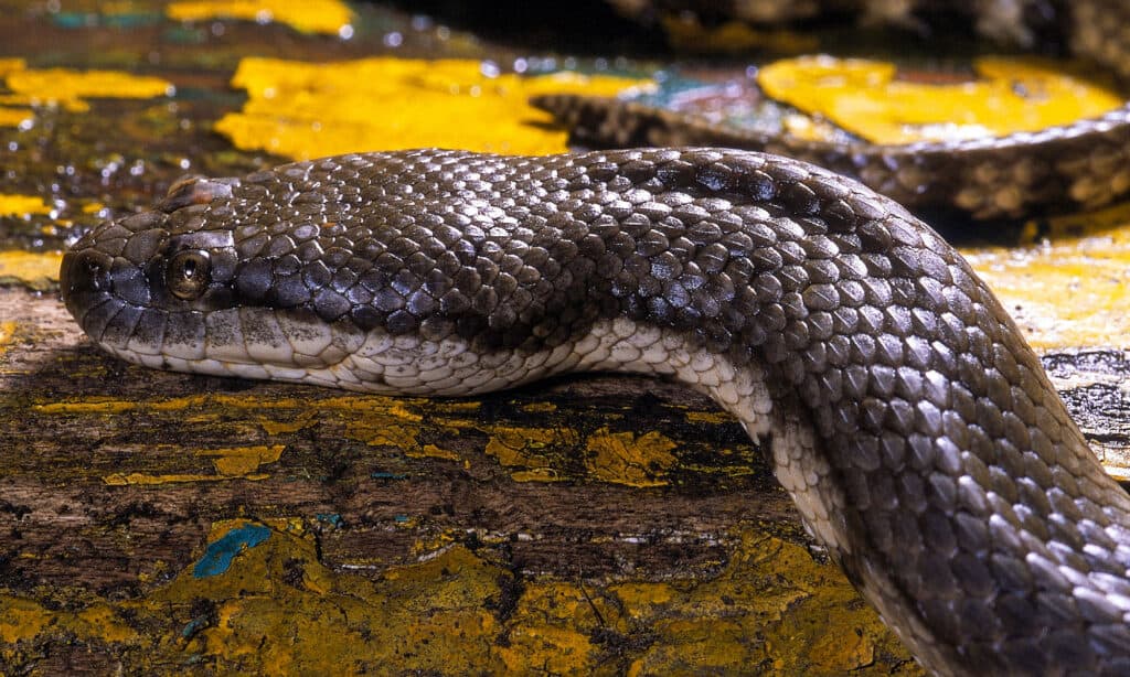 Serpente d'acqua dalla faccia di cane