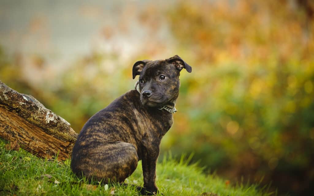Un brindle staffordshire bull terrier seduto su una collina