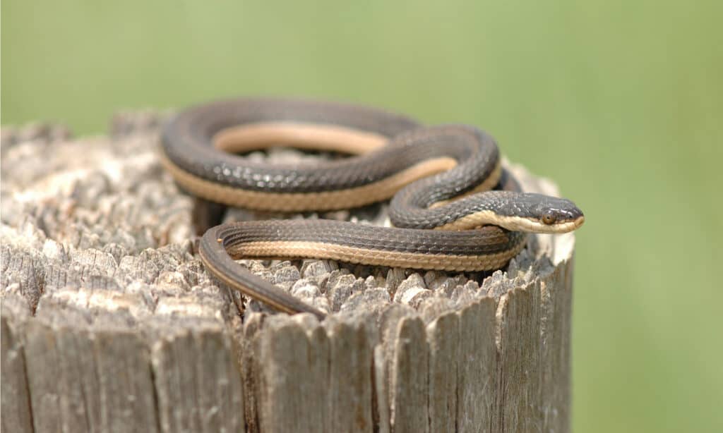 Serpente di gambero di Graham