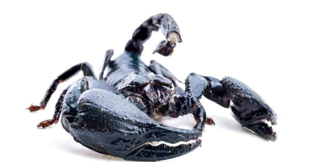 Gli scorpioni più grandi sono uno scorpione gigante della foresta
