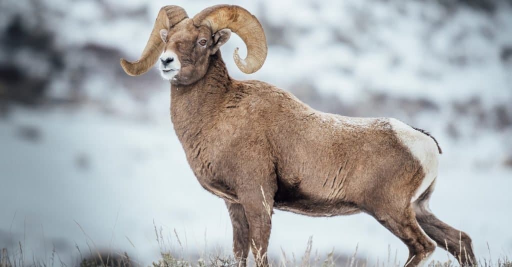 Pecore bighorn delle montagne rocciose 