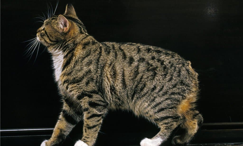 Gatto Manx su sfondo nero