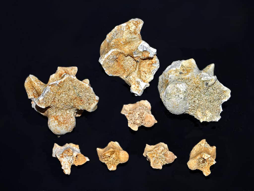 Scheletro di Palaeophis maghrebianus