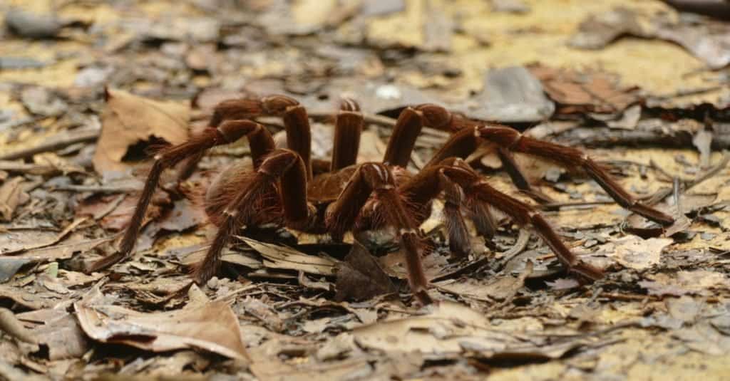 I più grandi ragni: il ragno mangiatore di uccelli Golia