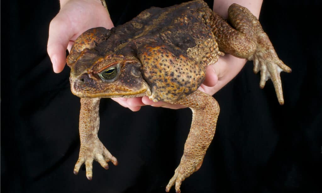Rospo della canna / Marina di Rhinella