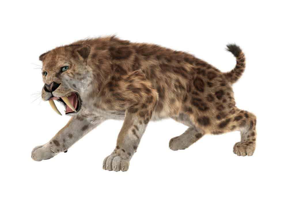 Tigre dai denti a sciabola su sfondo isolato