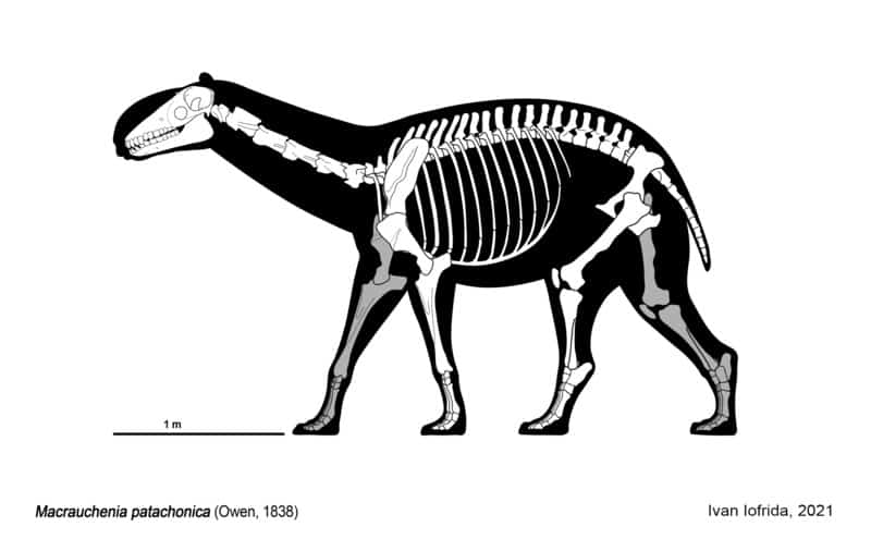 Macrauchenia
