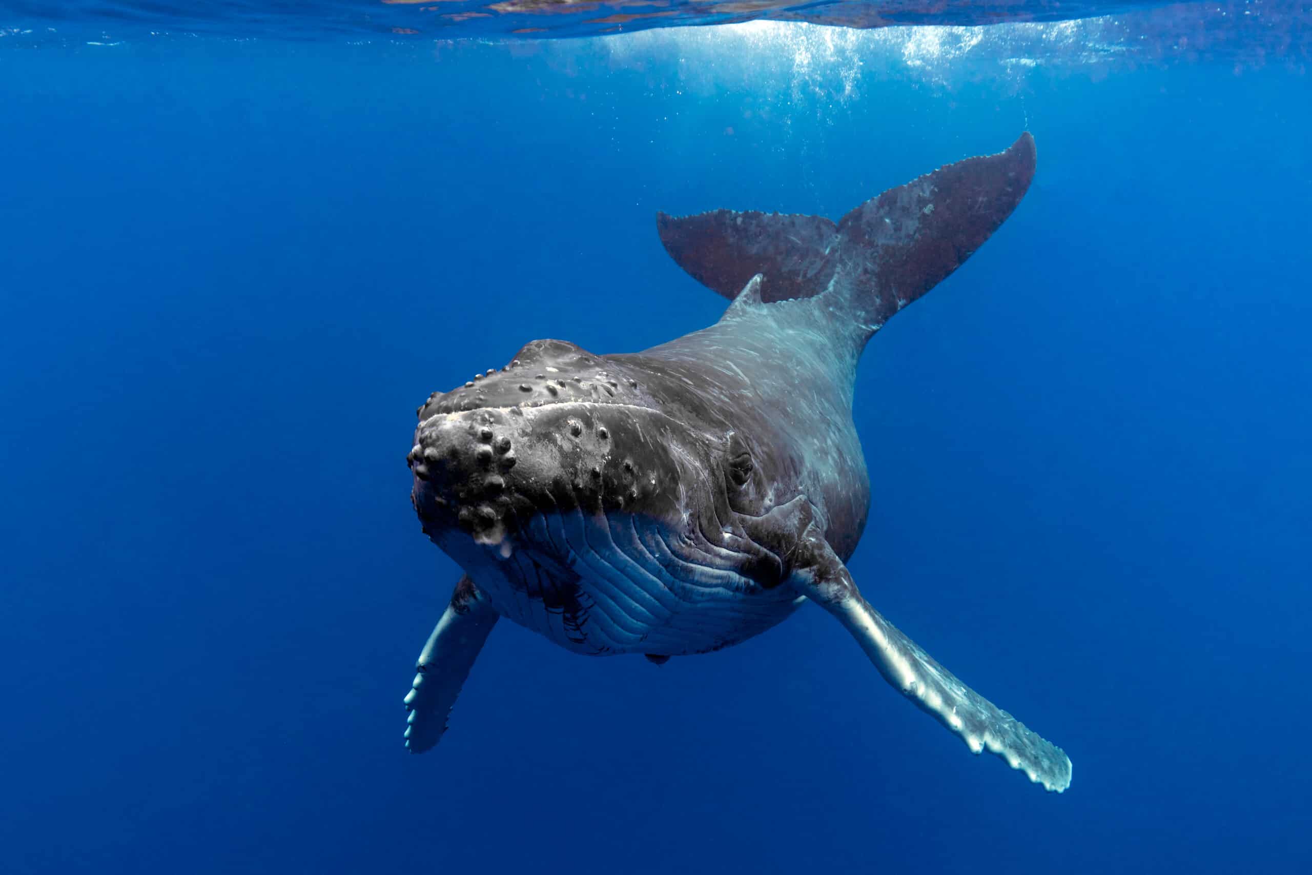 Incredibili riflessi salvano il subacqueo dall'enorme balena che sta per mangiarla