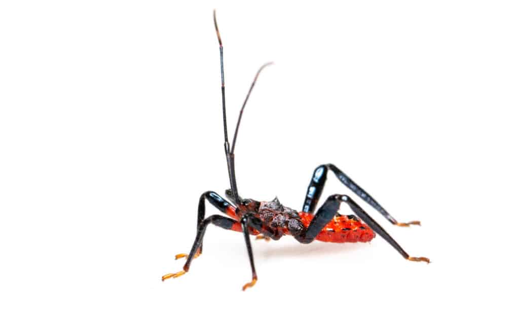 bug assassino isolato su sfondo bianco