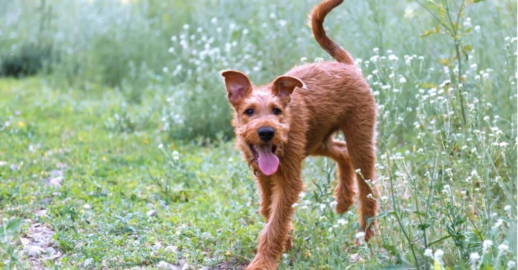 Irish Terrier a corto di cespuglio di fiori