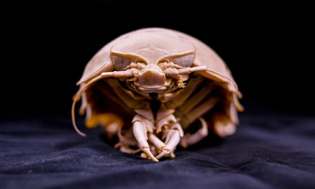 Isopode gigante