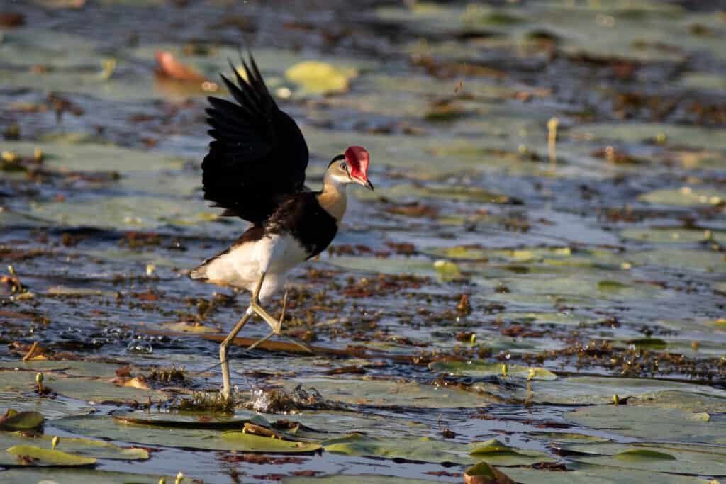 Jacana crestato a pettine