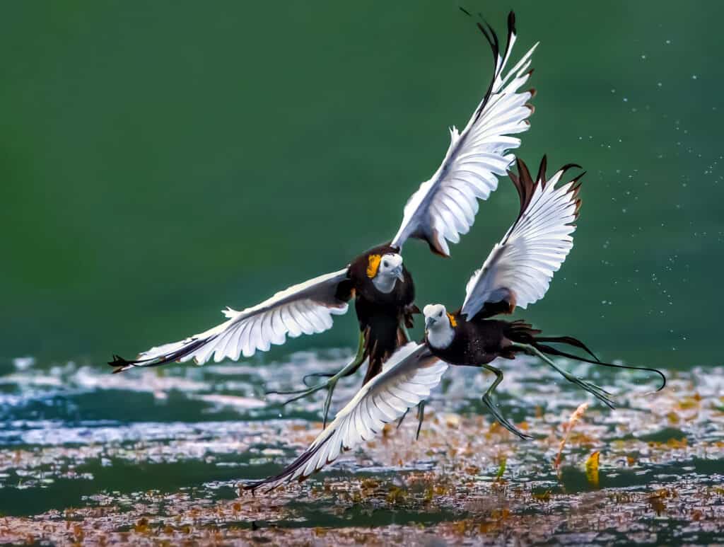 Jacana dalla coda di fagiano