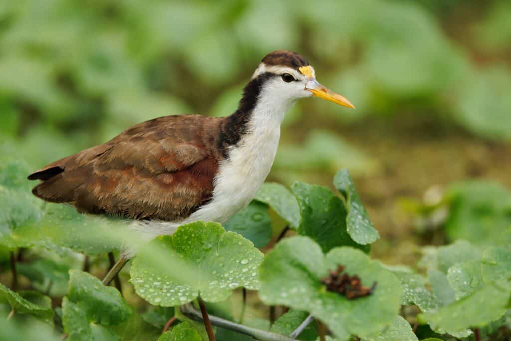 Jacana settentrionale