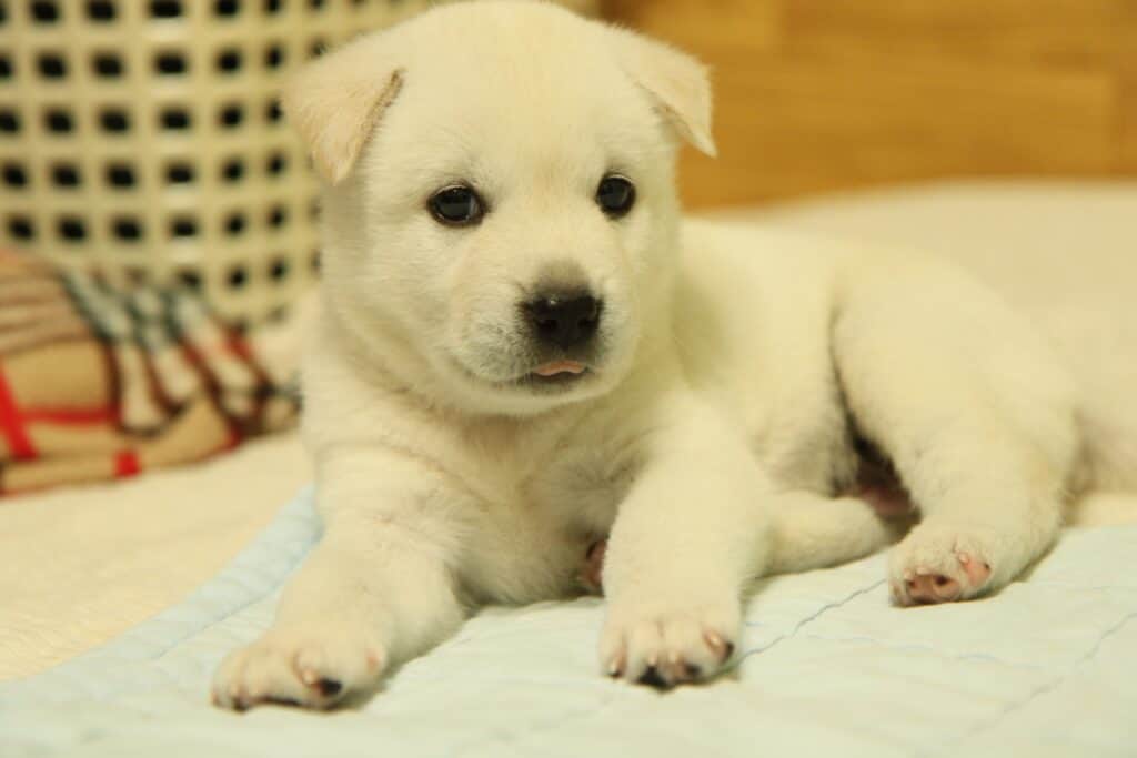 Cucciolo di Jindo coreano