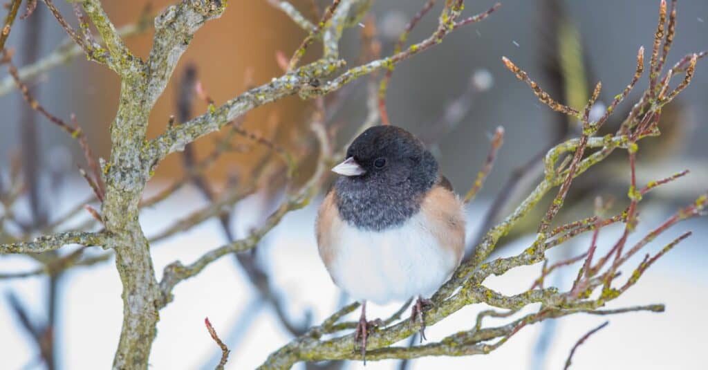 Junco dagli occhi scuri appollaiato su un albero durante l'inverno