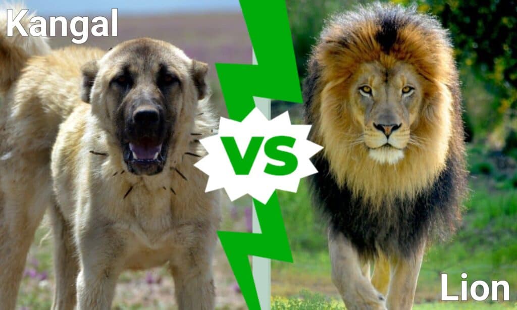 Kangal contro Leone