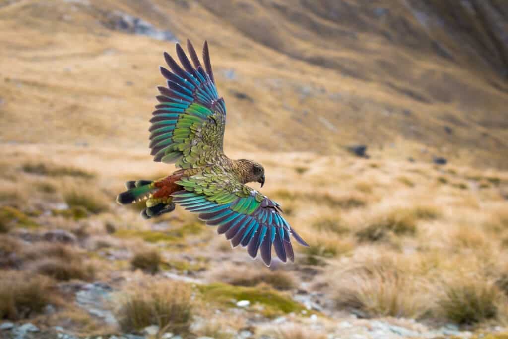 Kea uccello in volo