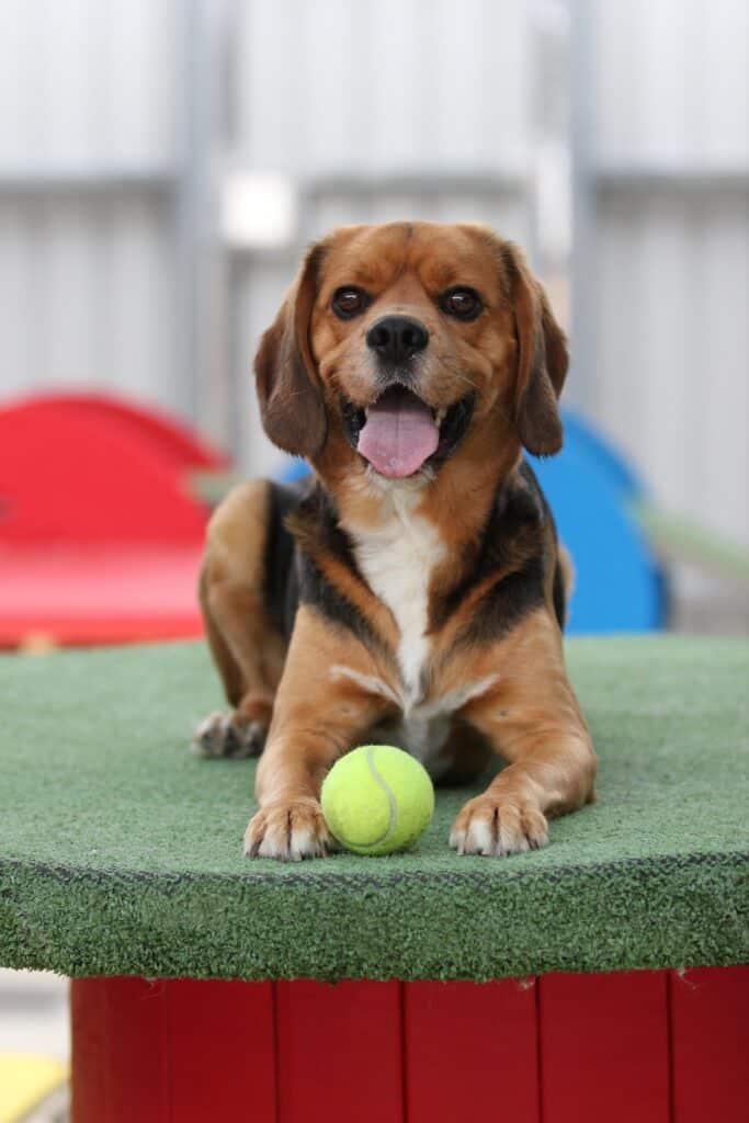 Keagle / Beagle
