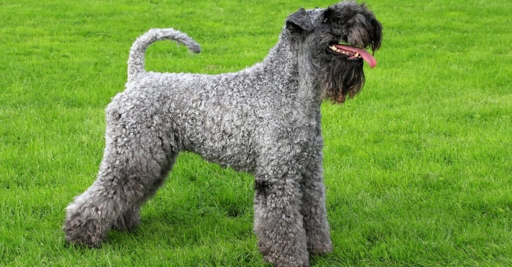 Kerry Blue Terrier in un giardino primaverile