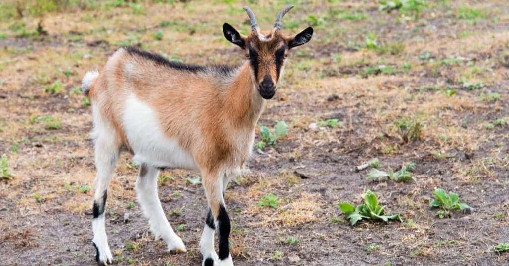 Una capra Kinder in piedi nel pascolo della fattoria.