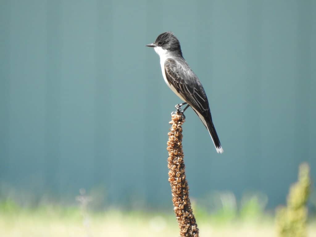 Kingbird orientale