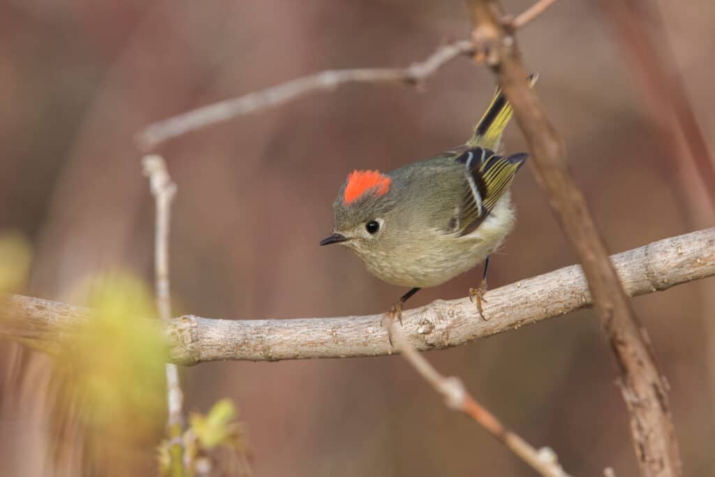 Colorazione Kinglet rosso rubino