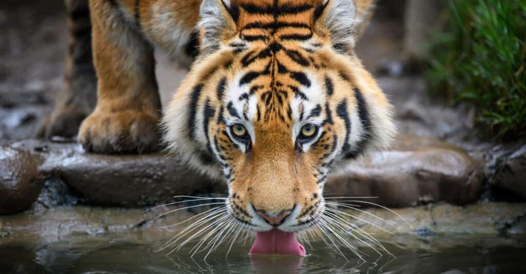 L'animale più bello è la tigre siberiana