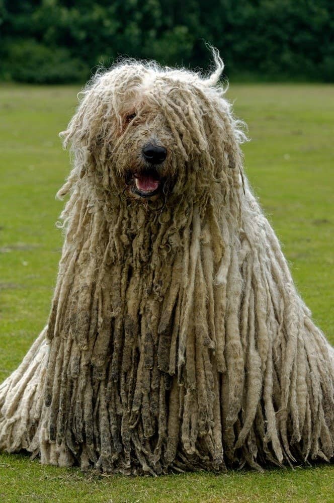 Il Komondor - cane mop è un feroce protettore e guardiano.