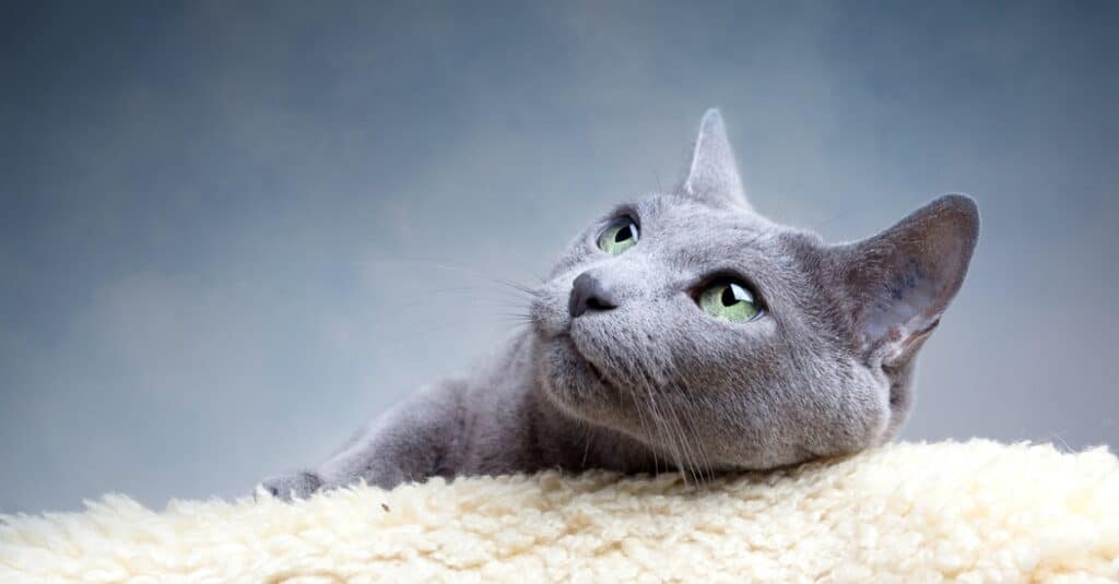 gatti ipoallergenici blu di Russia
