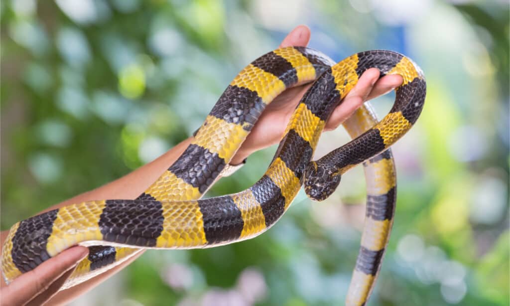 Un essere umano che maneggia un krait fasciato