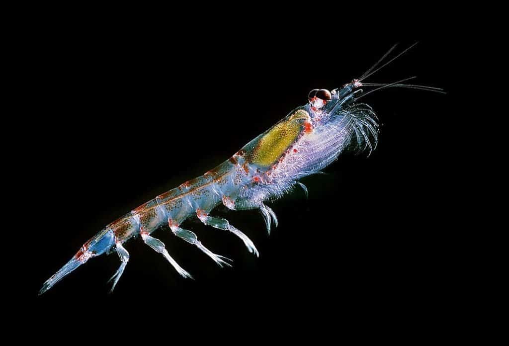 Krill antartico Euphausia