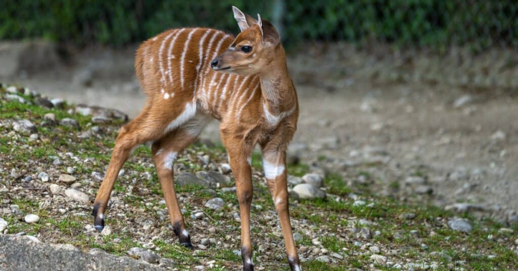 Una piccola nyala.  Tragelaphus angasii è un <a wp-image-123671 con le corna a spirale