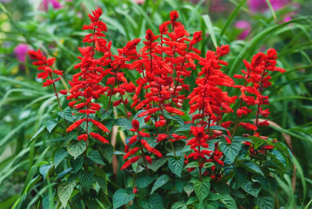Pianta salvia salvia scarlatta che fiorisce in un giardino.