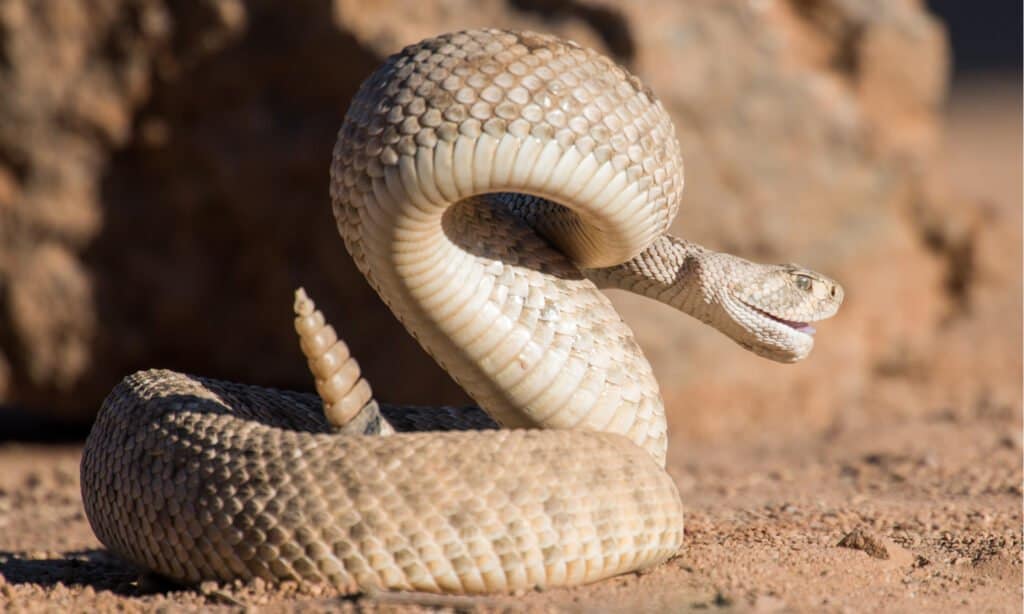 testa di rame vs serpente a sonagli