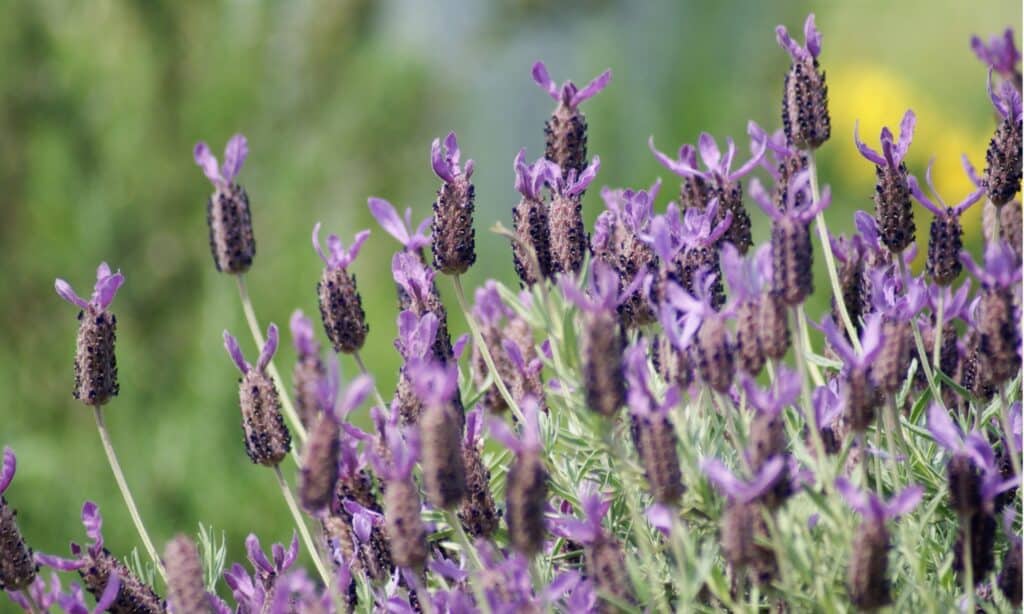 Lavanda francese contro lavanda inglese