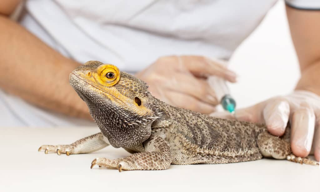 Drago barbuto esaminato da un veterinario