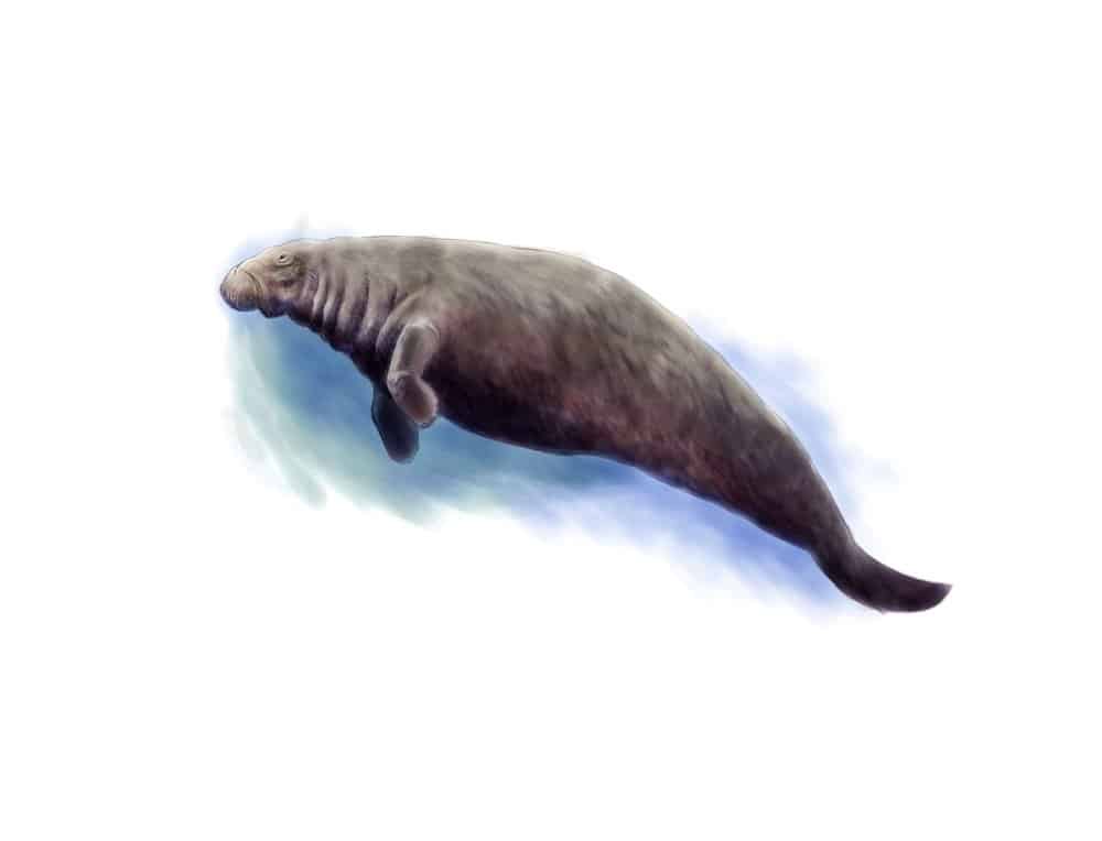 Mucca di mare di Steller