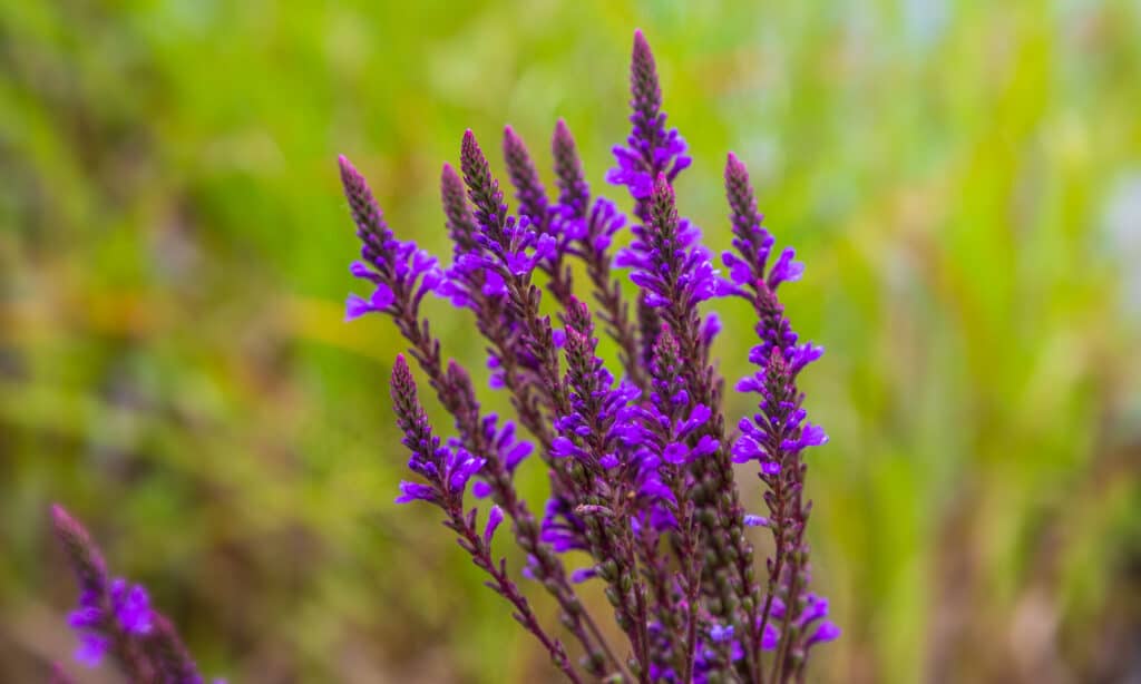 verbena blu